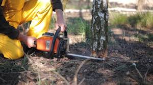 Best Storm Damage Tree Cleanup  in Davenport, WA