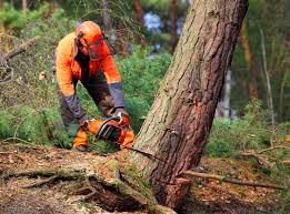 Best Arborist Consultation Services  in Davenport, WA