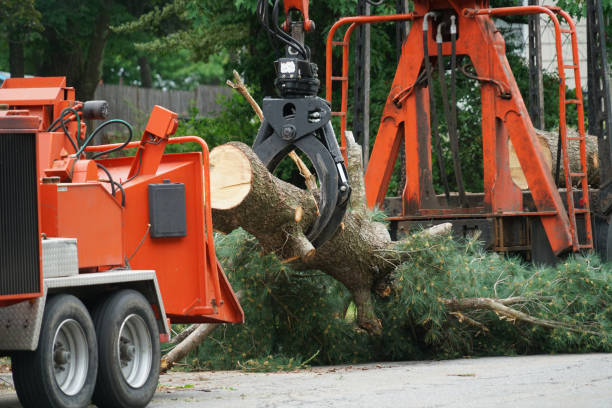 Best Fruit Tree Pruning  in Davenport, WA