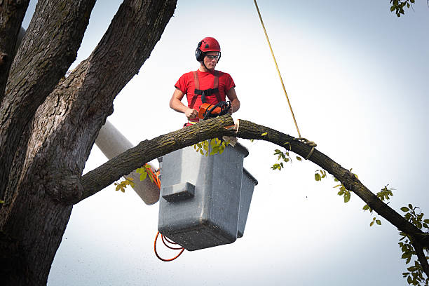 Best Tree Cabling and Bracing  in Davenport, WA